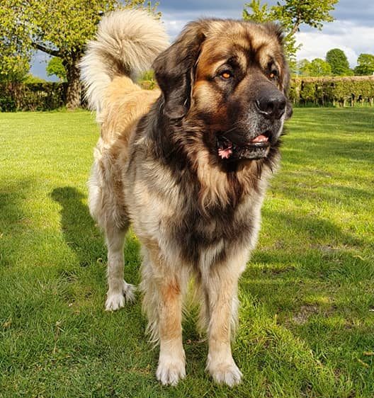 Großer, freundlicher Hund mit langem Fell steht auf grüner Wiese.