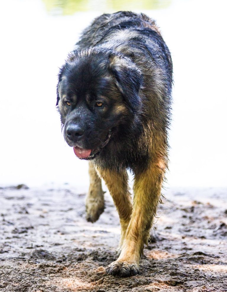 Ein nasser Hund läuft am Ufer entlang.